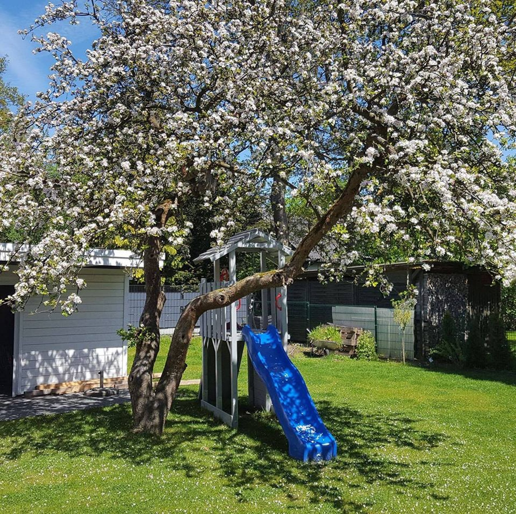 Blühender Garten im Mai