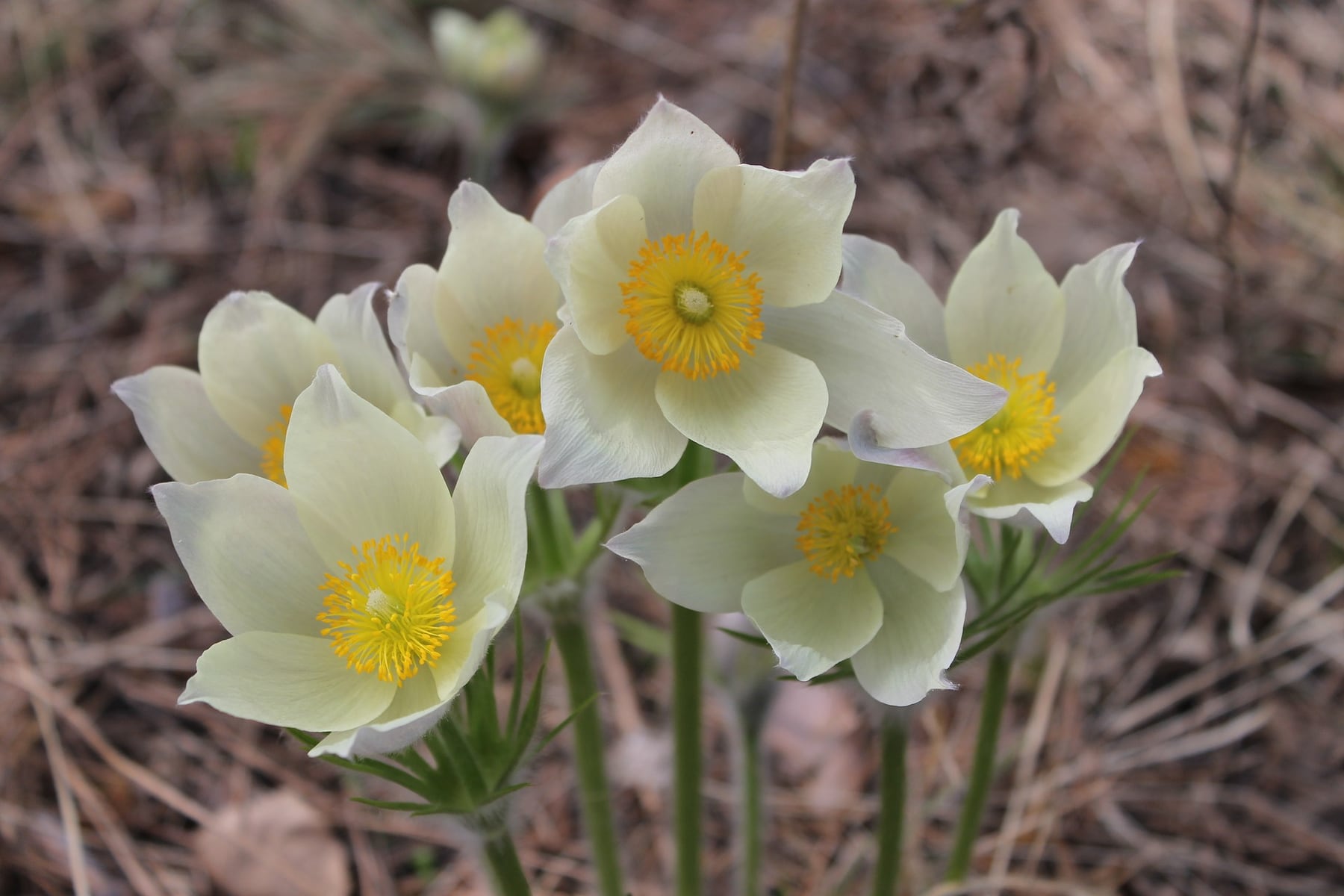 Gartenpflege im Frühling